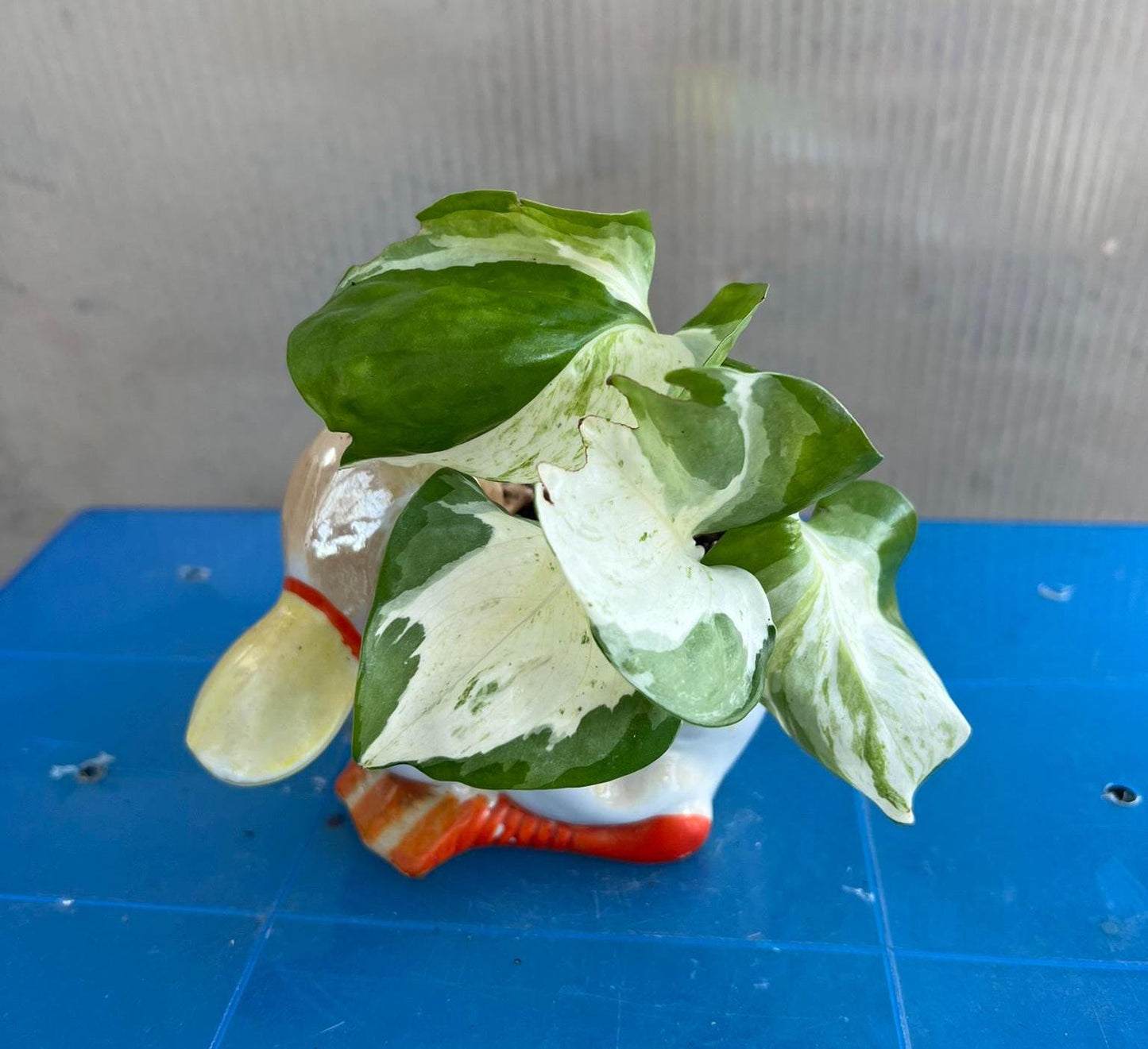 Pearl & Jade Pothos | Epipremnum aureum | Live Plant | Easy Care | Indoor Plant | Pothos