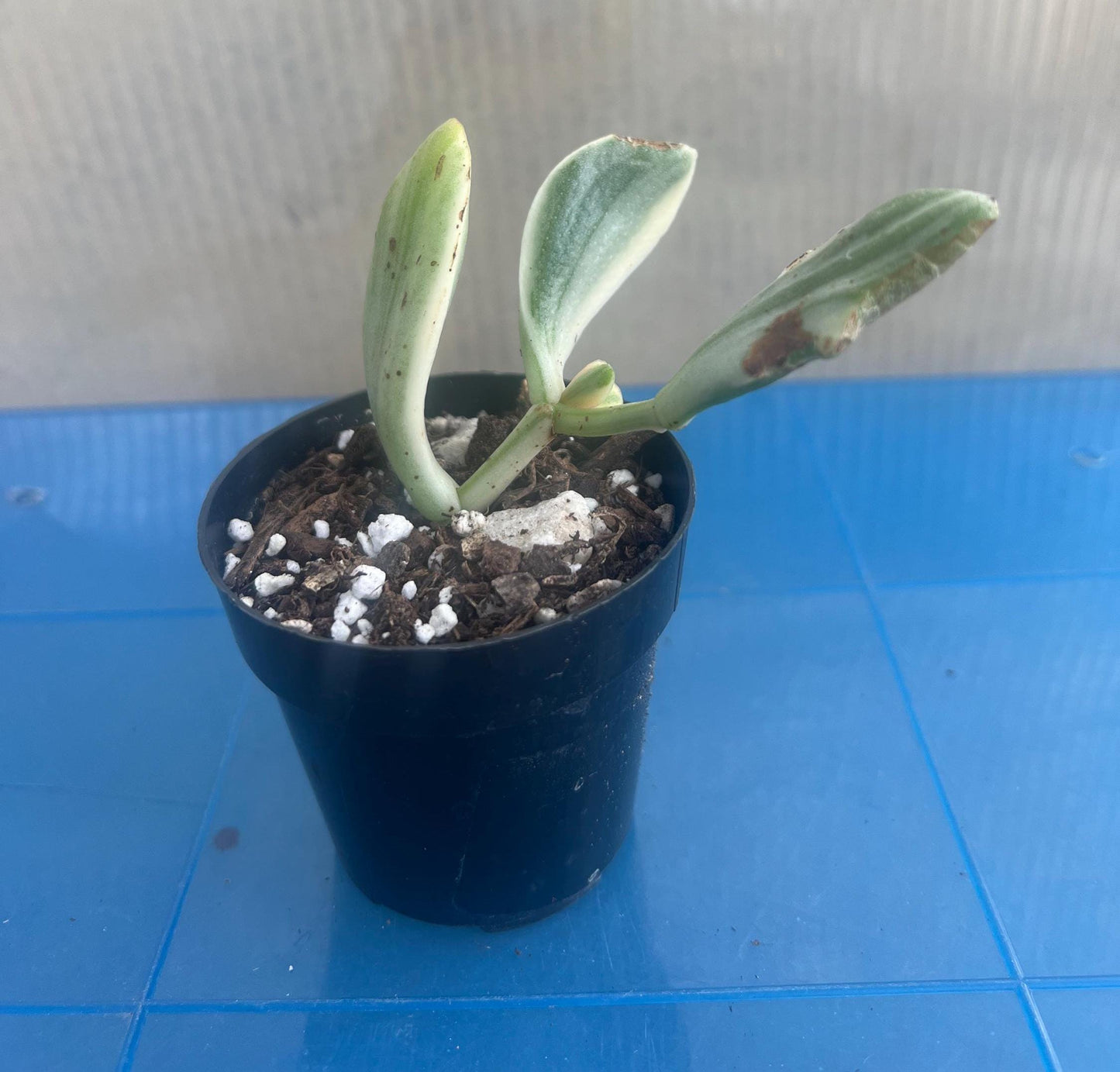 Variegated Jade Plant | Live Plant | Easy Care | Indoor Plant | Jade Plant