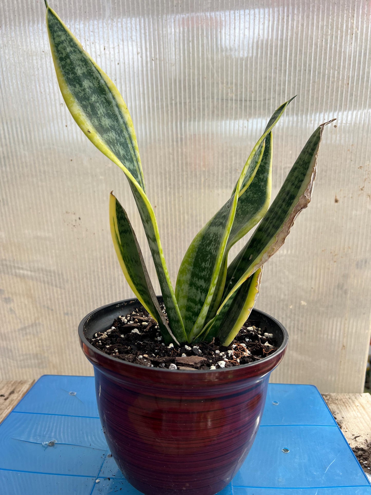 Snake Plant | Mother-In-Law's Tongue | Live Plant | Easy Care | Indoor Plant