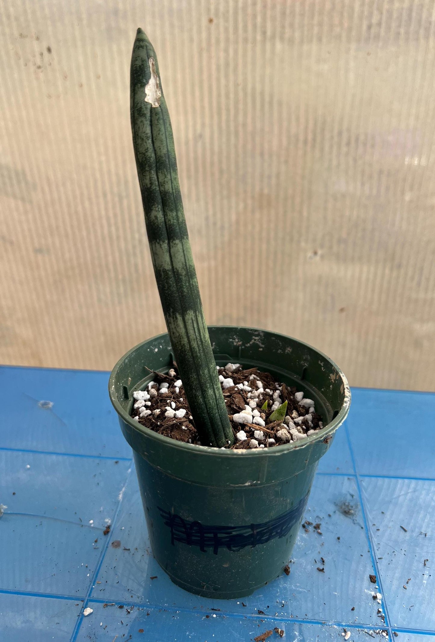Boncel Snake Plant | Live Plant | Easy Care | Indoor Plant