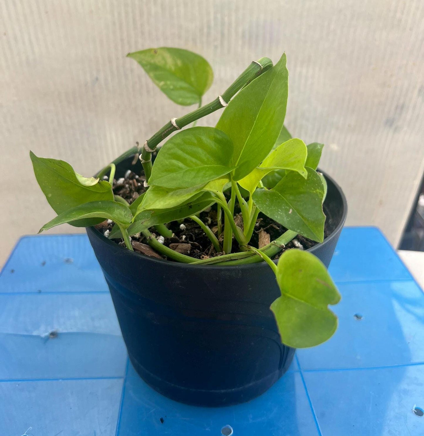 Golden Pothos, 4 cuttings, snake plant