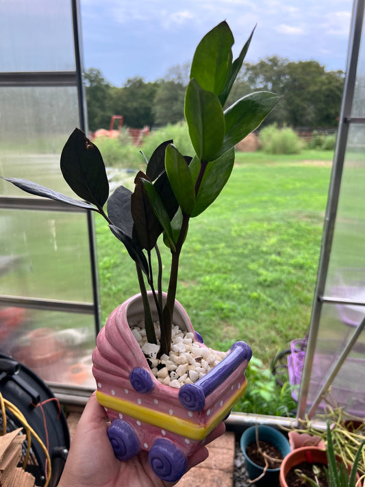 Sasha stroller planter with Raven ZZ plant