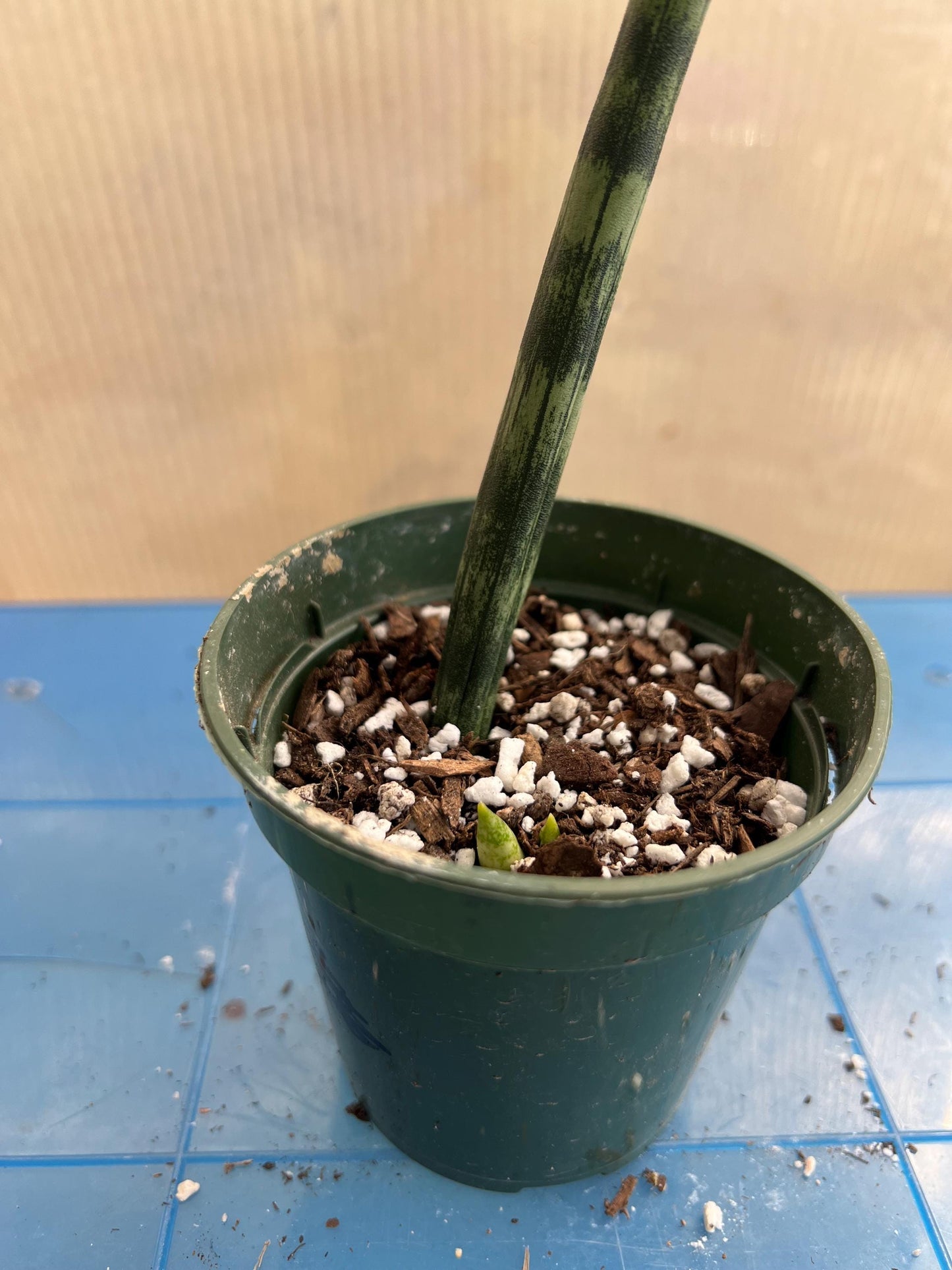 Boncel Snake Plant | Live Plant | Easy Care | Indoor Plant