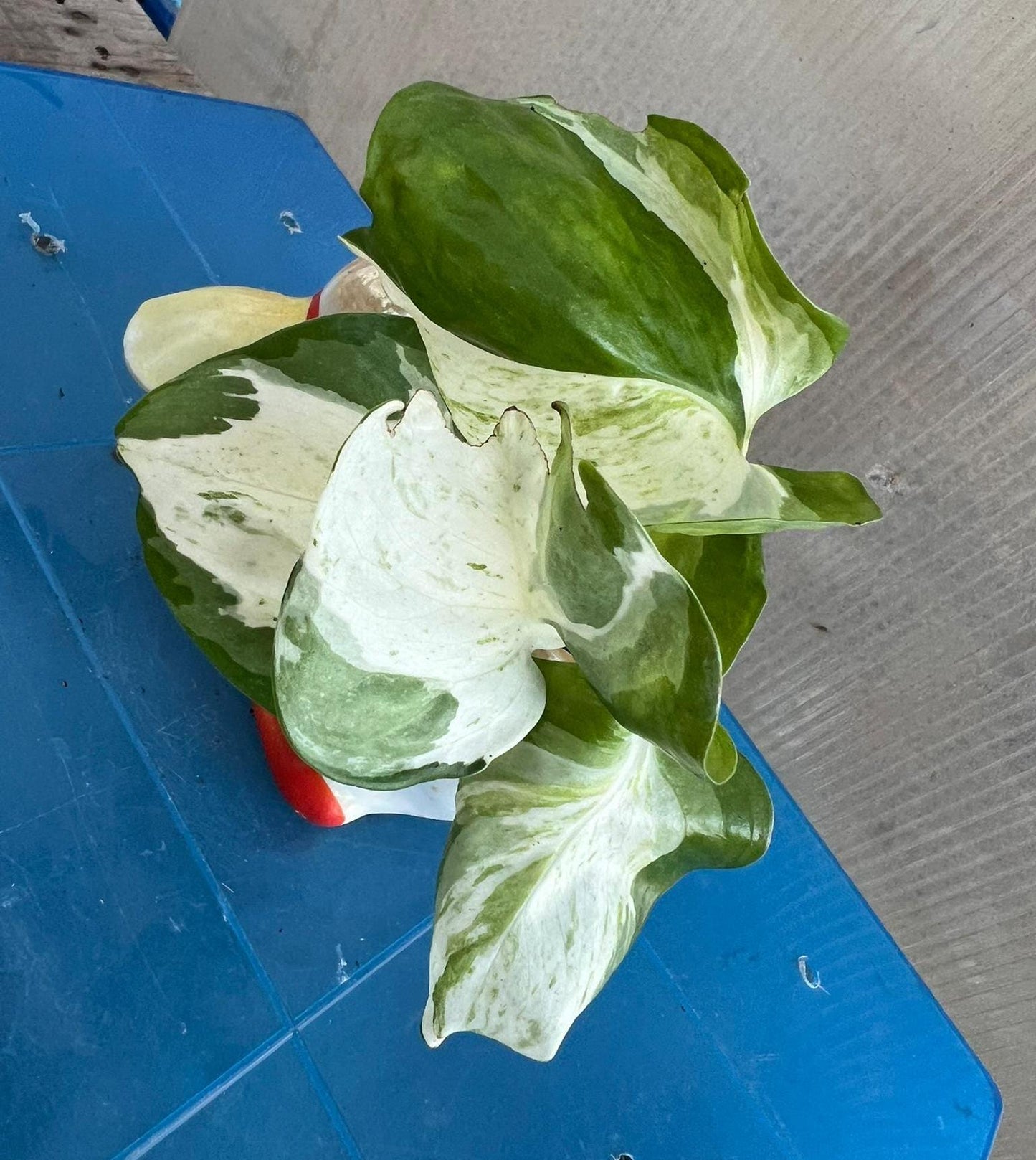 Pearl & Jade Pothos | Epipremnum aureum | Live Plant | Easy Care | Indoor Plant | Pothos