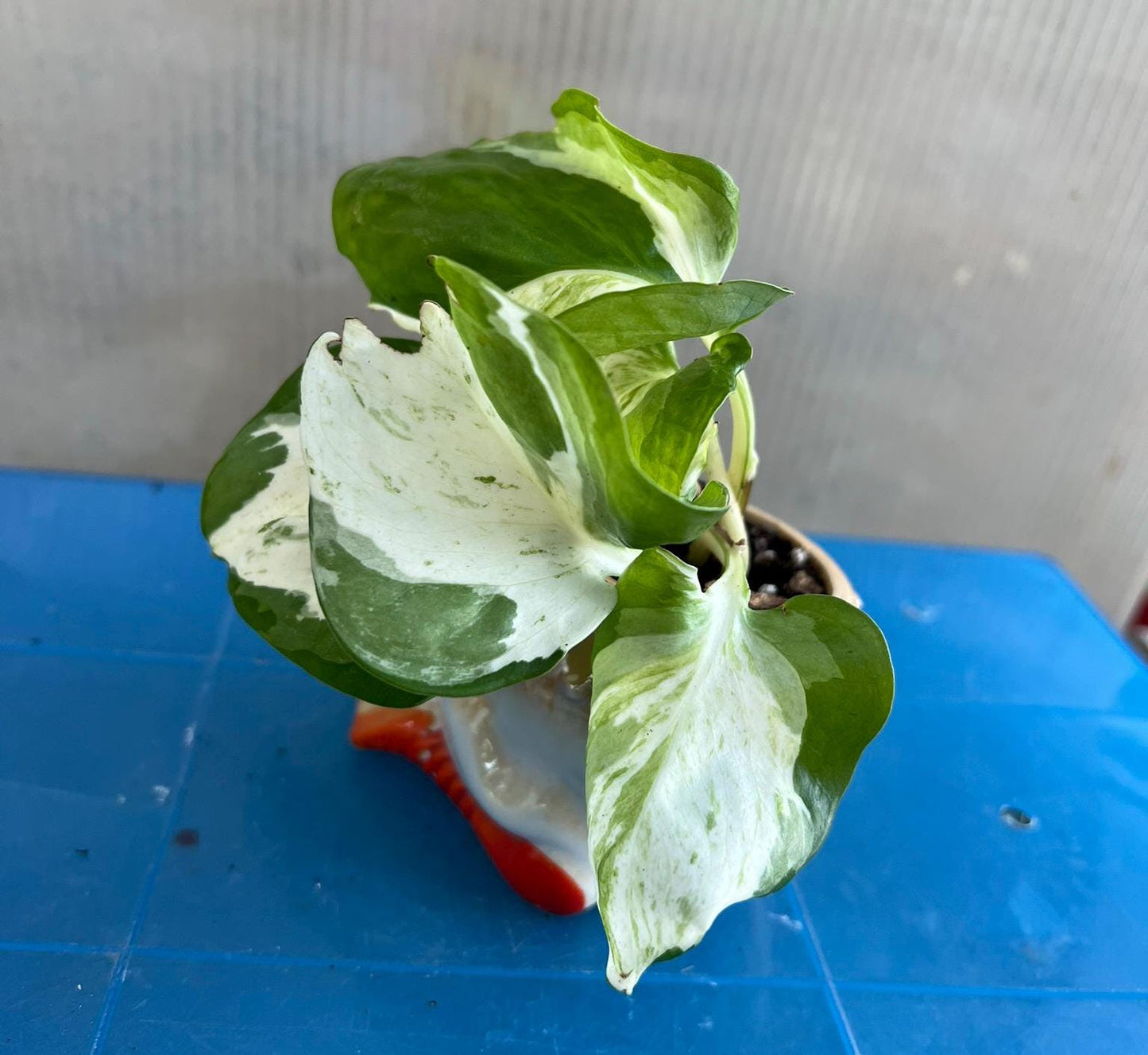 Pearl & Jade Pothos | Epipremnum aureum | Live Plant | Easy Care | Indoor Plant | Pothos