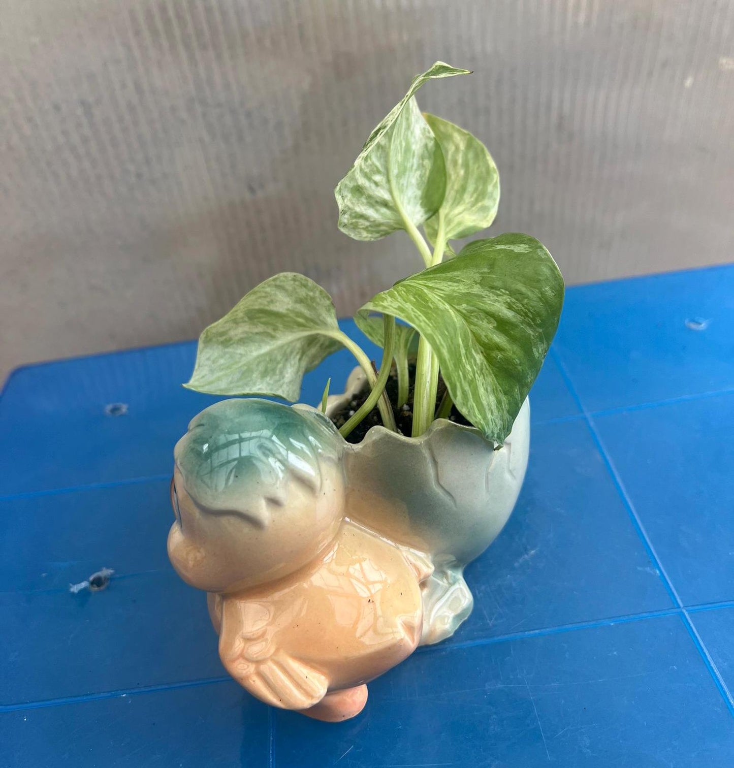 Marble Queen Pothos | Live Plant | Easy Care | Indoor Plant | Pothos