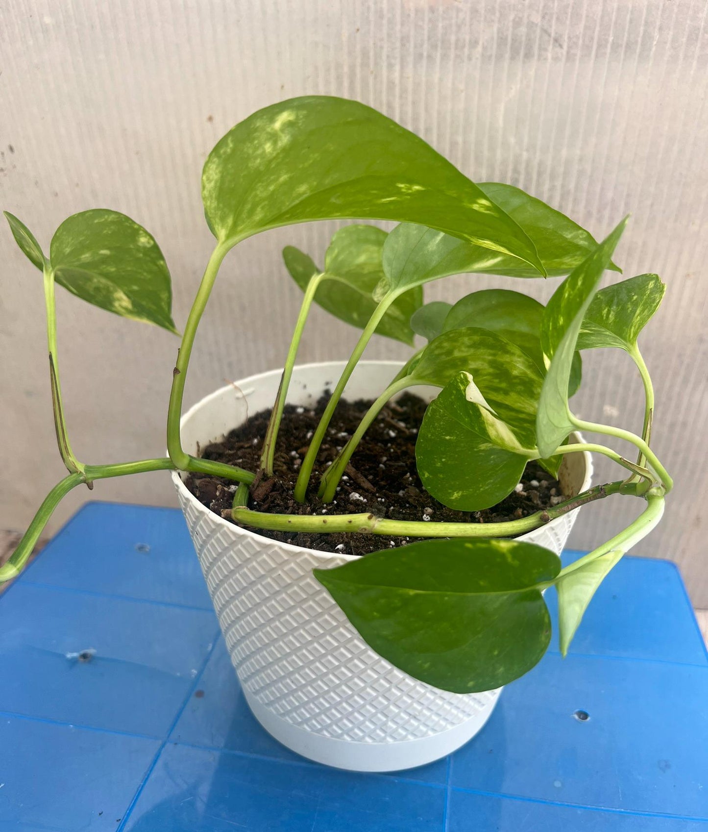 Golden Pothos | Live Plant | Easy Care | Indoor Plant | Pothos