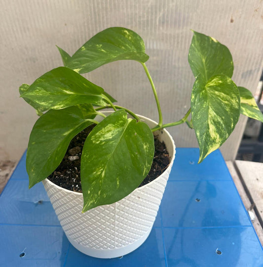 Golden Pothos | Live Plant | Easy Care | Indoor Plant | Pothos