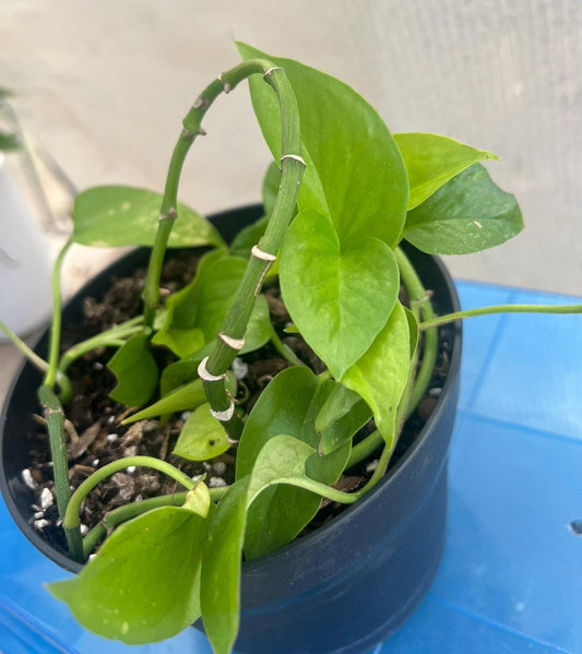 Golden Pothos, 4 cuttings, snake plant