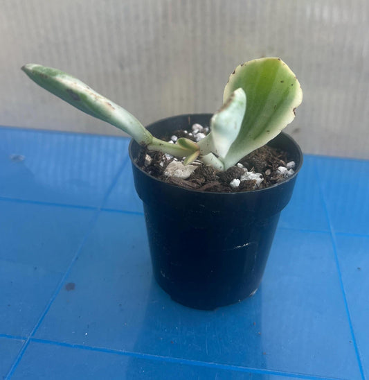 Variegated Jade Plant | Live Plant | Easy Care | Indoor Plant | Jade Plant