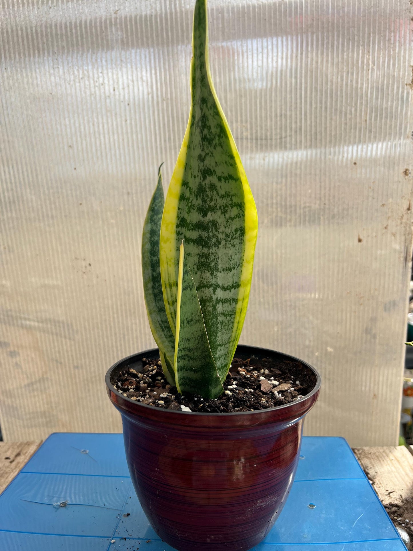 Snake Plant | Mother-In-Law's Tongue | Live Plant | Easy Care | Indoor Plant