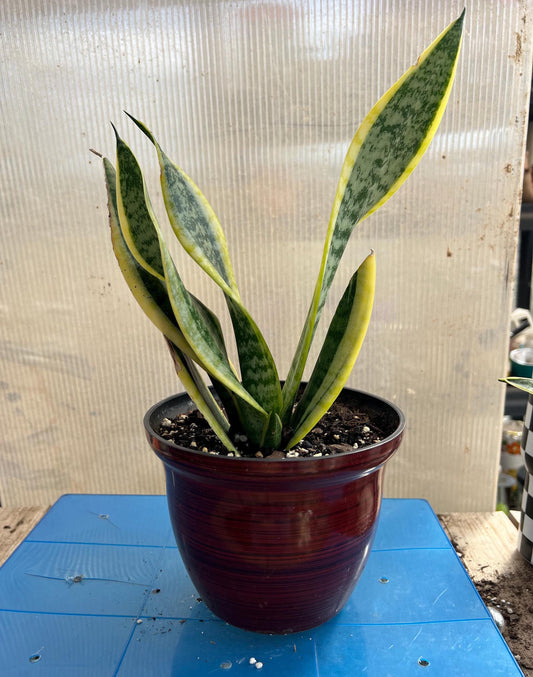 Snake Plant | Mother-In-Law's Tongue | Live Plant | Easy Care | Indoor Plant