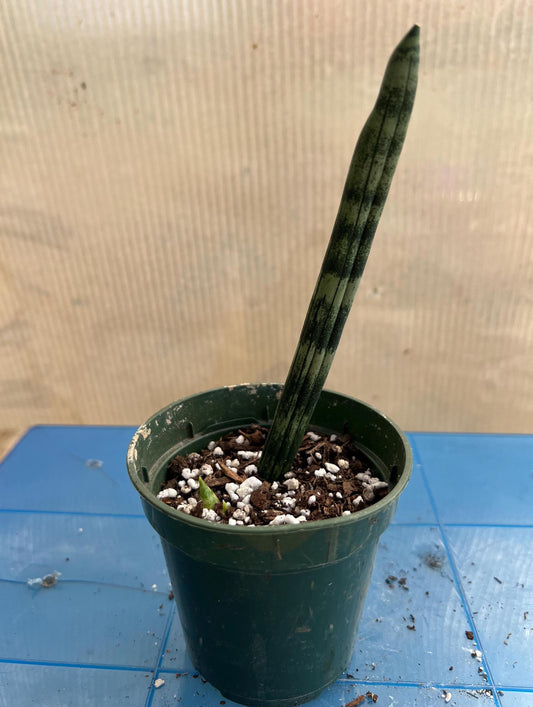 Boncel Snake Plant | Live Plant | Easy Care | Indoor Plant