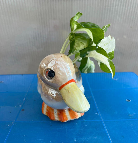 Pearl & Jade Pothos | Epipremnum aureum | Live Plant | Easy Care | Indoor Plant | Pothos