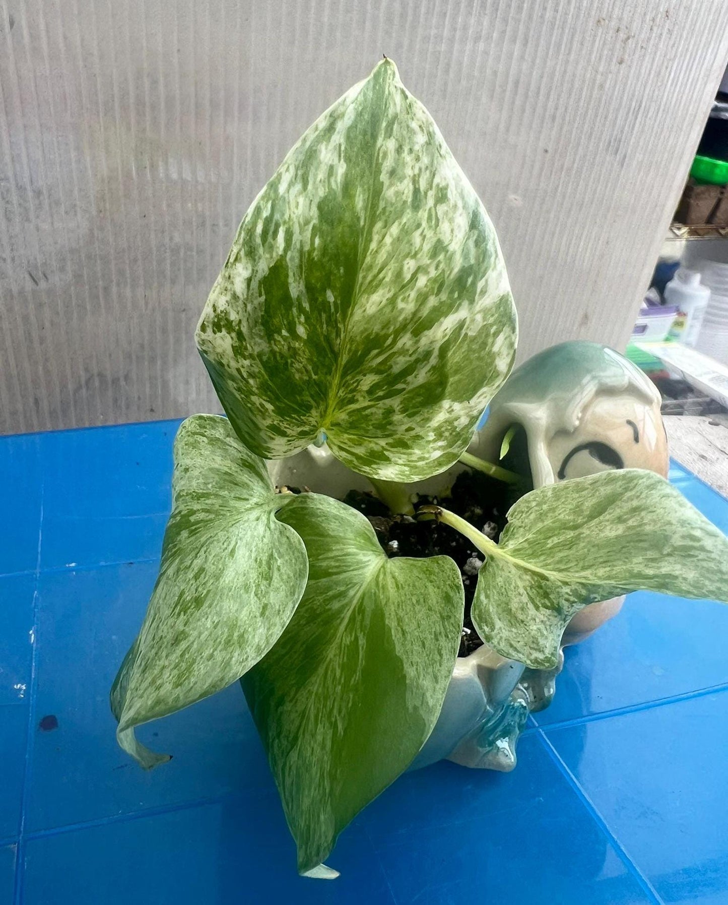 Marble Queen Pothos | Live Plant | Easy Care | Indoor Plant | Pothos