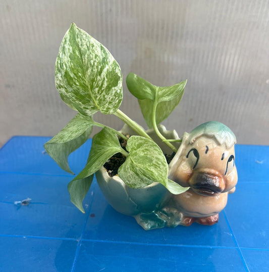 Marble Queen Pothos | Live Plant | Easy Care | Indoor Plant | Pothos