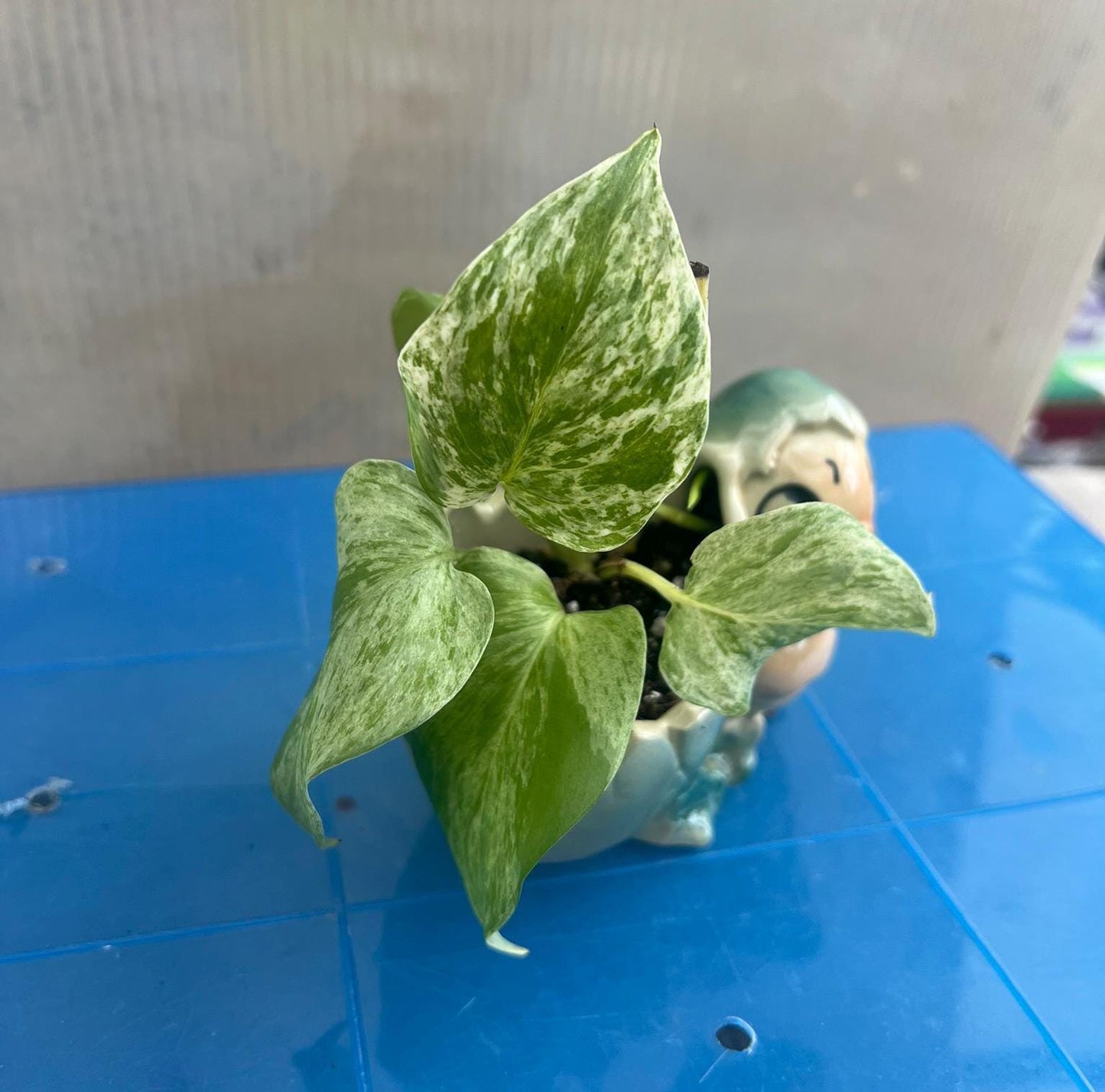 Marble Queen Pothos | Live Plant | Easy Care | Indoor Plant | Pothos