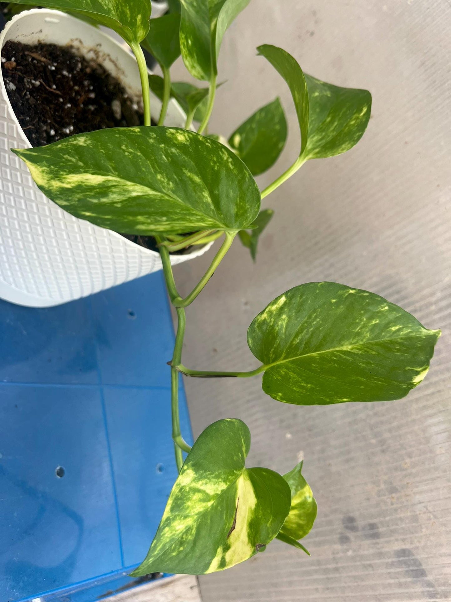 Golden Pothos | Live Plant | Easy Care | Indoor Plant | Pothos