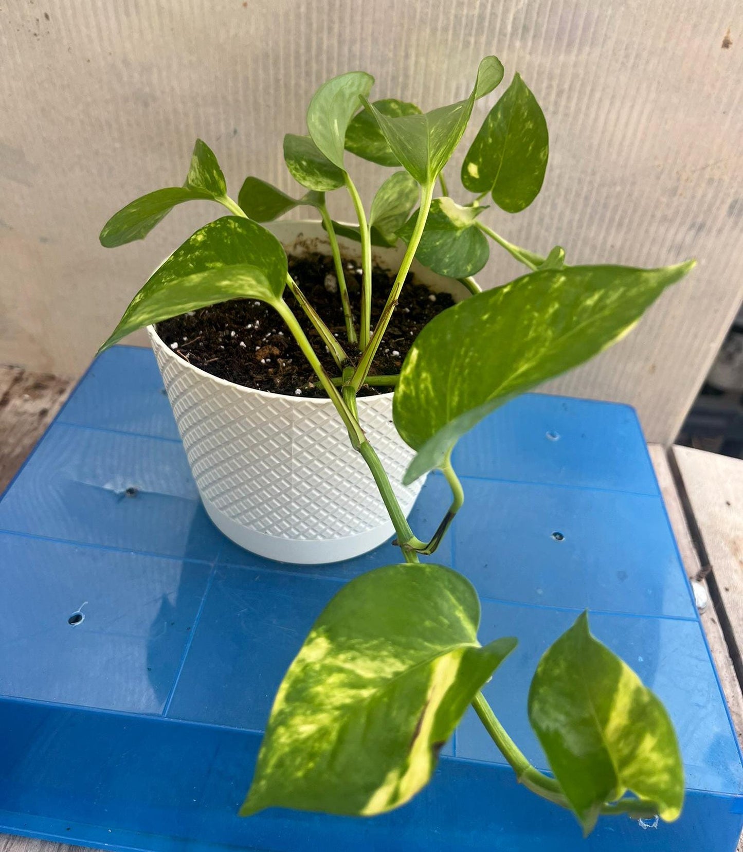 Golden Pothos | Live Plant | Easy Care | Indoor Plant | Pothos