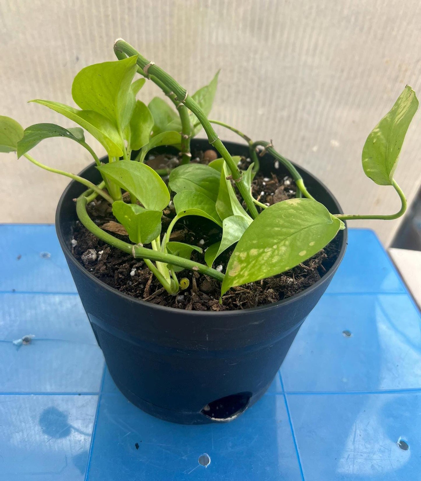 Golden Pothos, 4 cuttings, snake plant