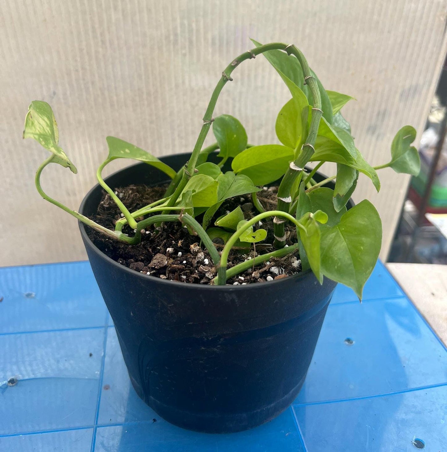 Golden Pothos, 4 cuttings, snake plant